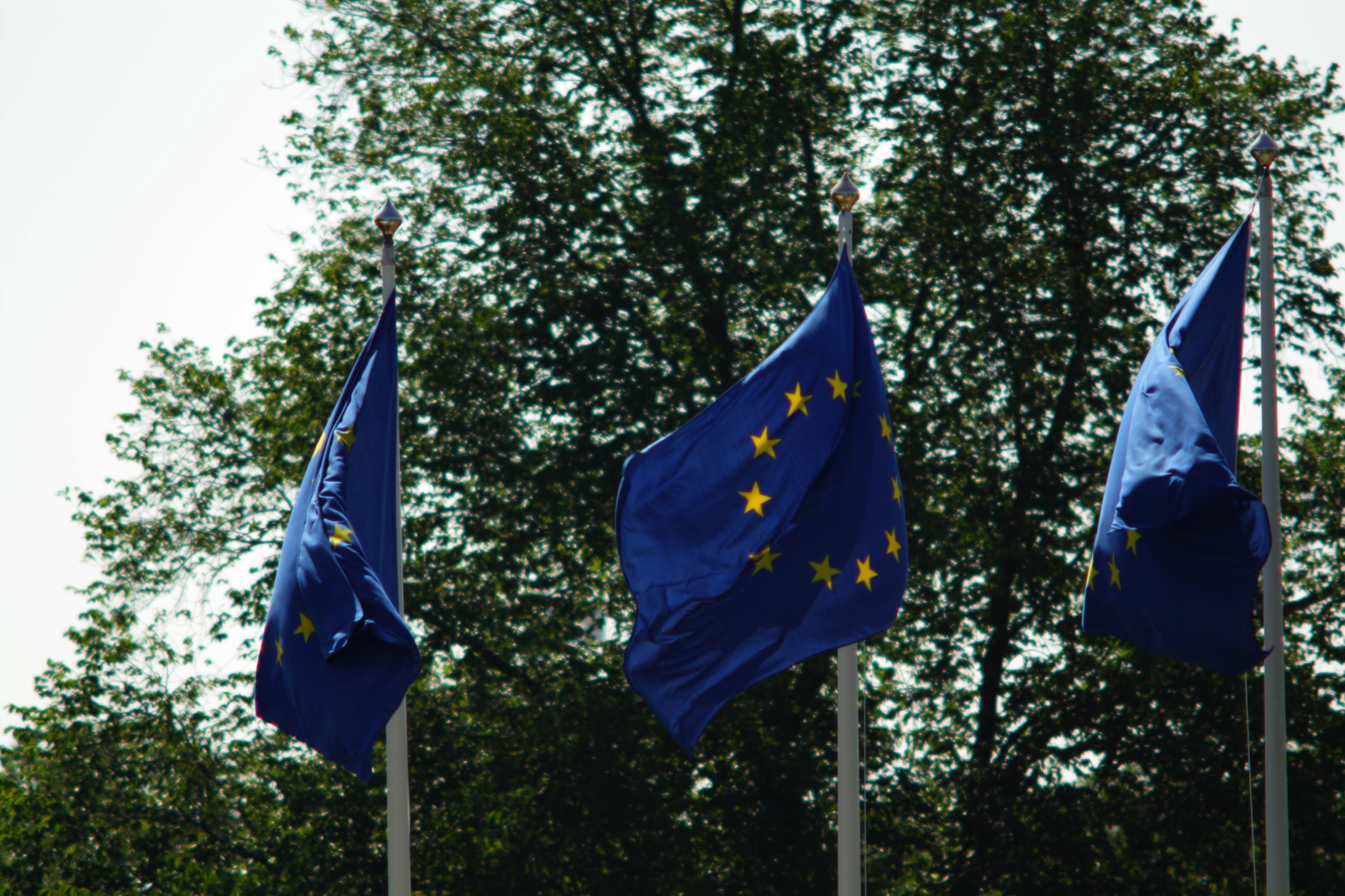 Bandiera europea, alberi sullo sfondo