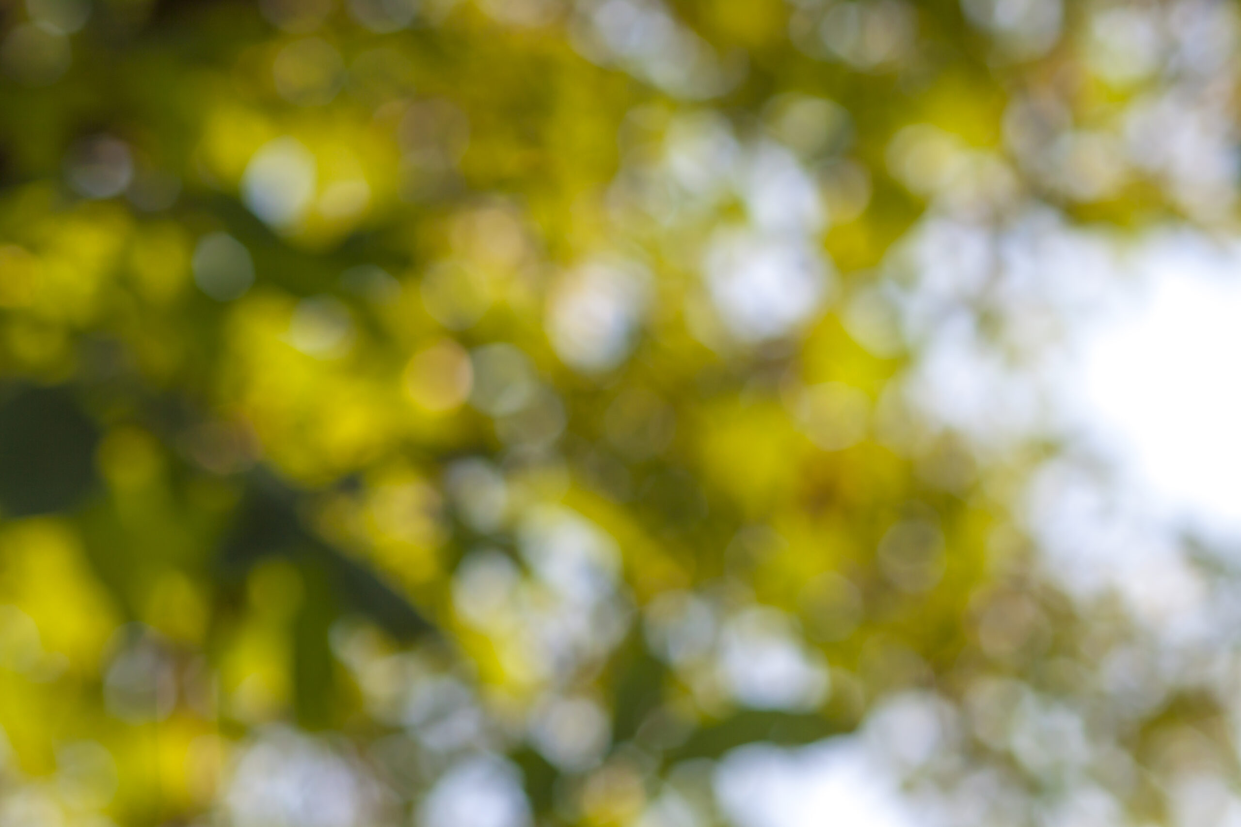 Abstract bokeh green circles background